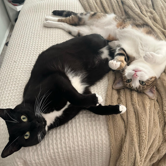 Cat Sitter For Our Honeymoon