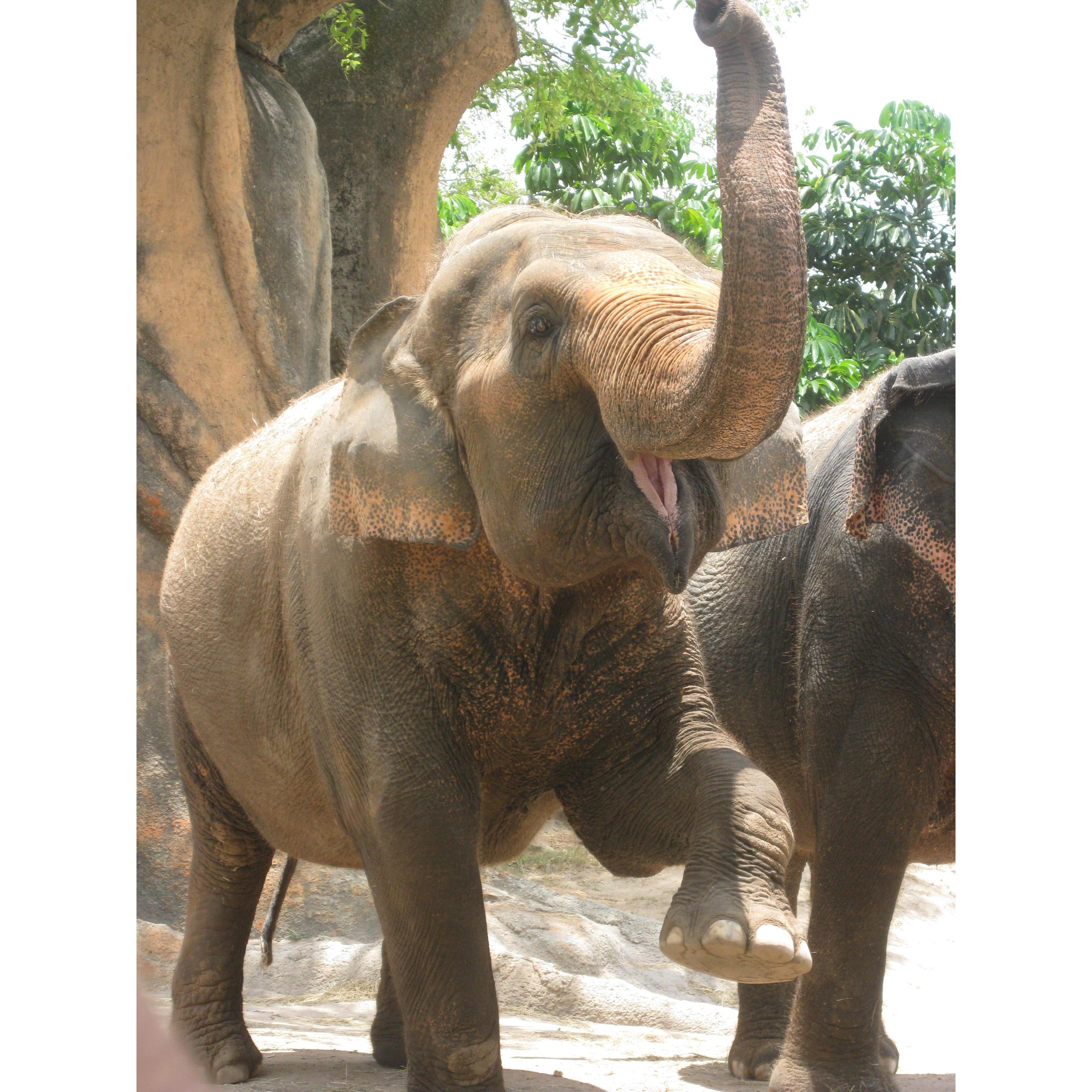 LETS TALK ABOUT THE ELEPHANT
 IN THE ROOM!
WE ARE GETTING MARRIED