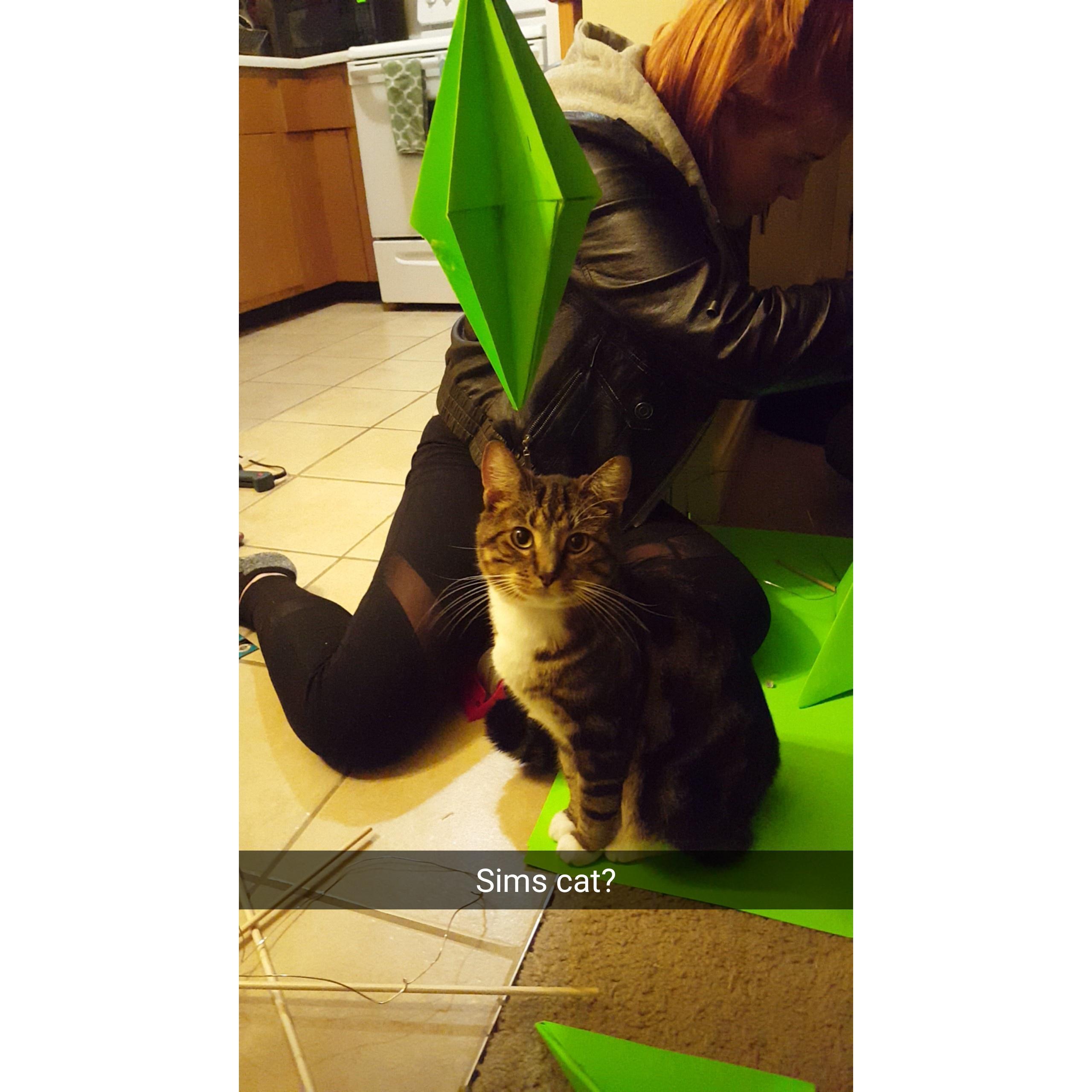 Gerald, sweetest cat ever! RIP