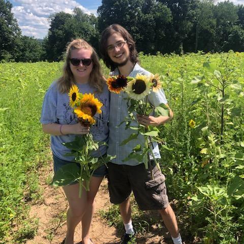 Sunflower picking