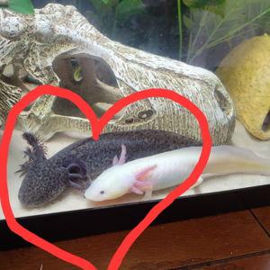 Symbolic axolotl adoption