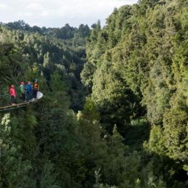 Rotorua Canopy Tour