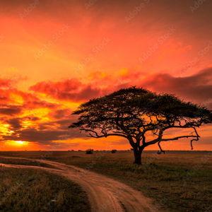 Sunrise Guided Walking Tour in Serengeti National Park