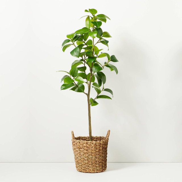 65" Faux Audrey Ficus Tree in Planter - Hearth & Hand™ with Magnolia