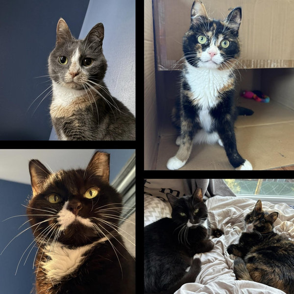 The “Meow-riage” Snack Fund for Ferris, Harley & Lily