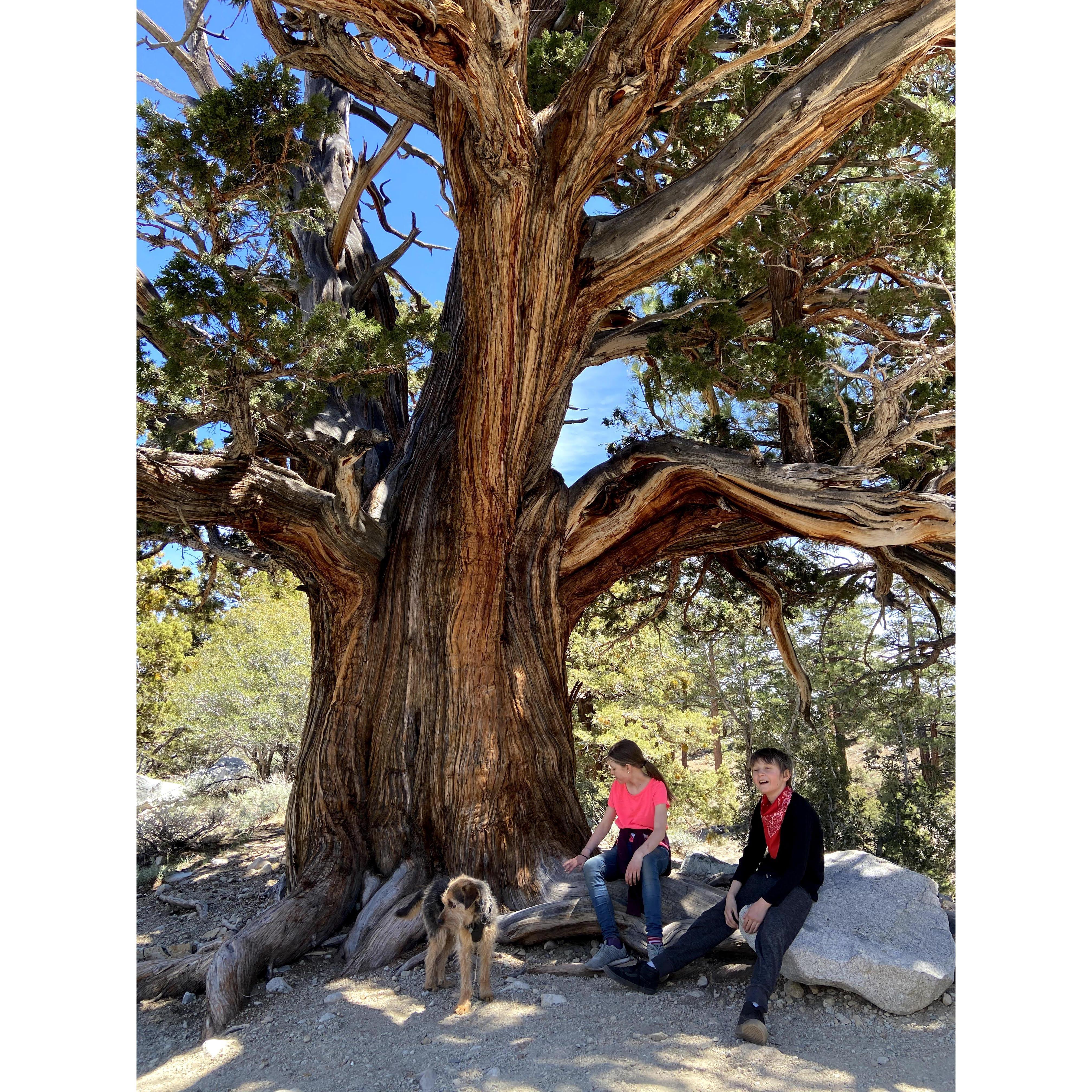 exploring the Sierras