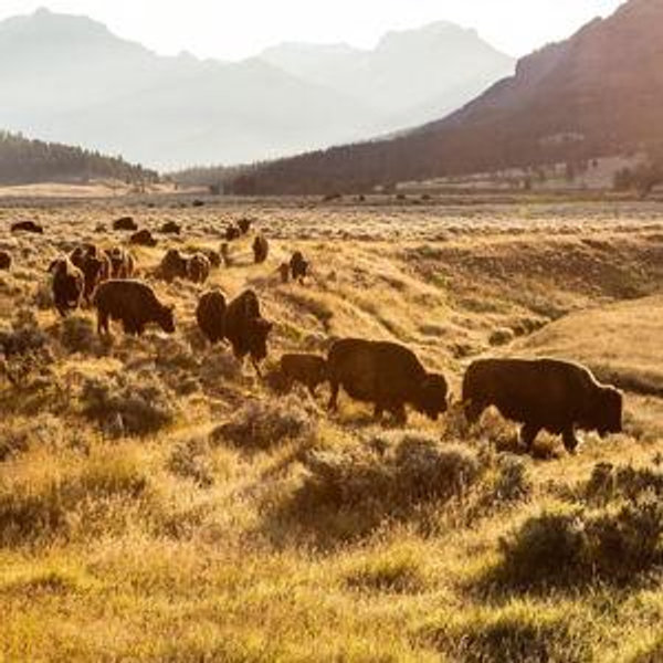 Yellowstone National Park Wake up to Wildlife Tour