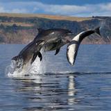 Chanonry Point
