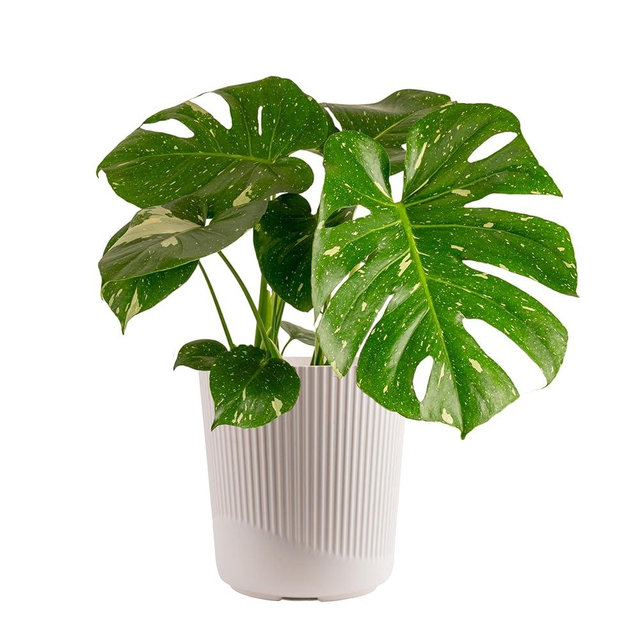 Costa Farms Live Plant, Thai Constellation Monstera House Plant, Decorative Plant Pot, Trending Tropicals Collection for Home and Room Decor, 2-3-Feet Tall