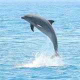 Dolphin-watching experience