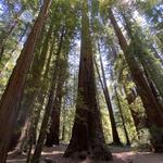 The Redwoods