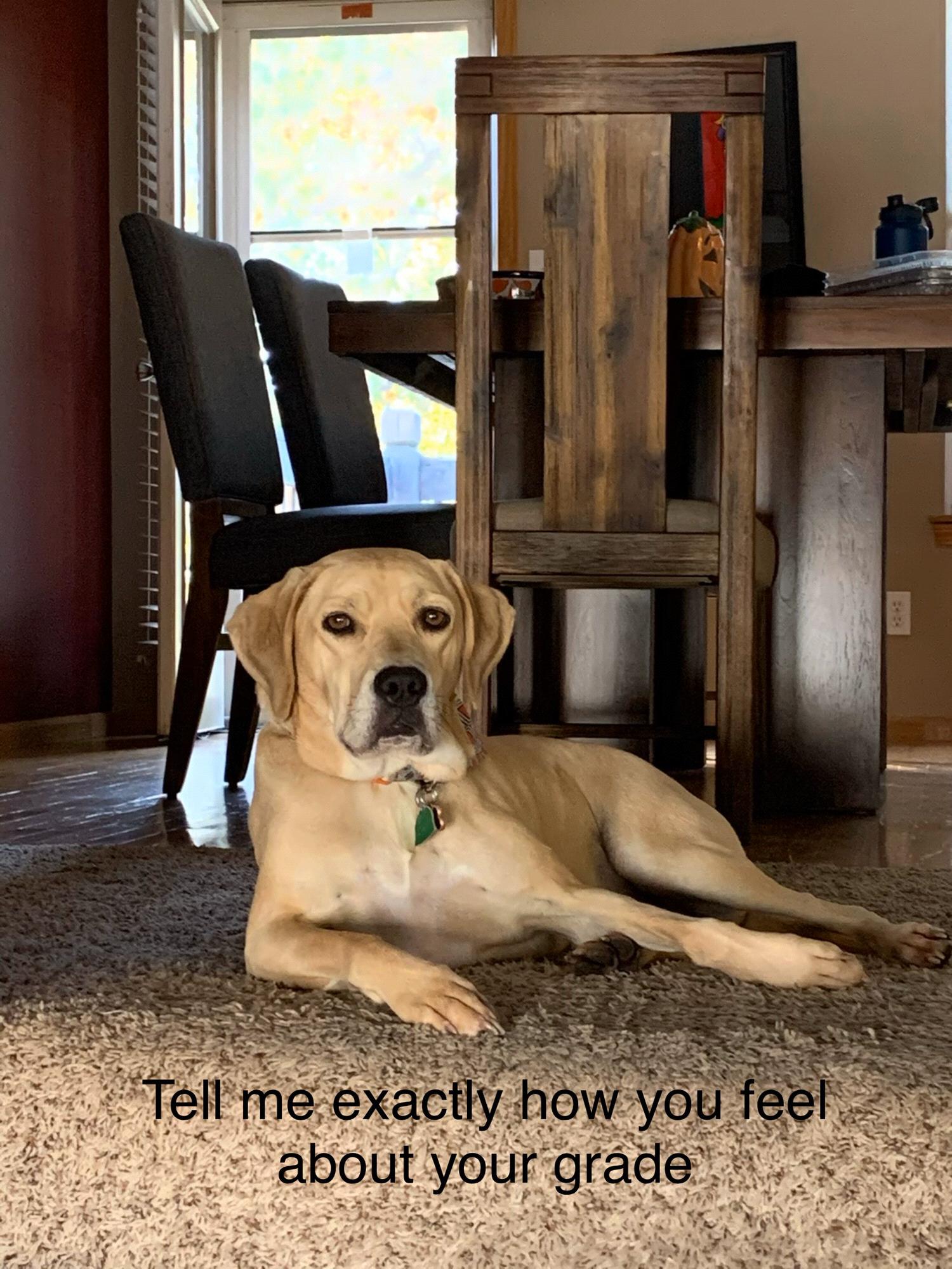 Phoebe is the house therapist