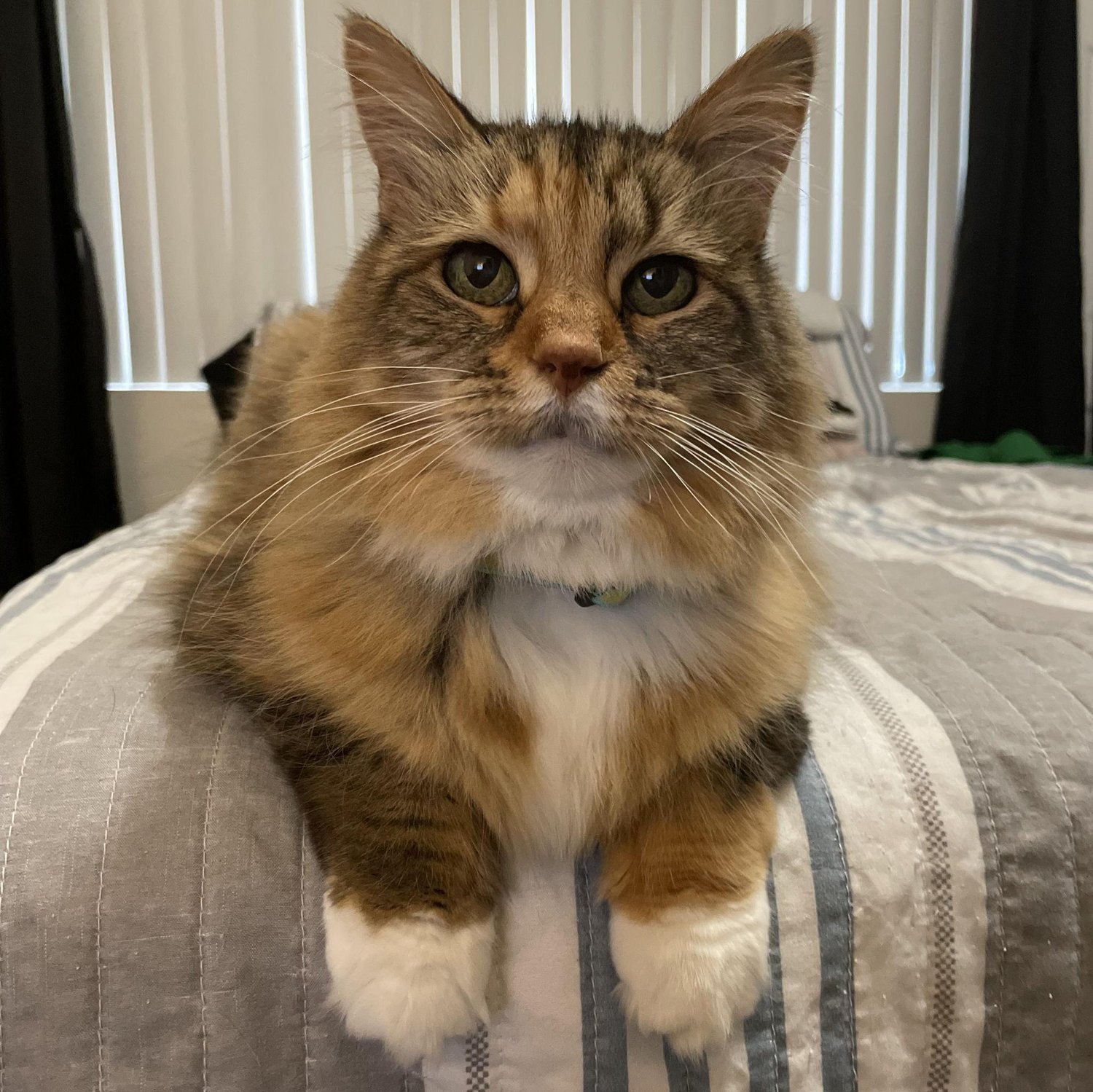 Our Charlie cat