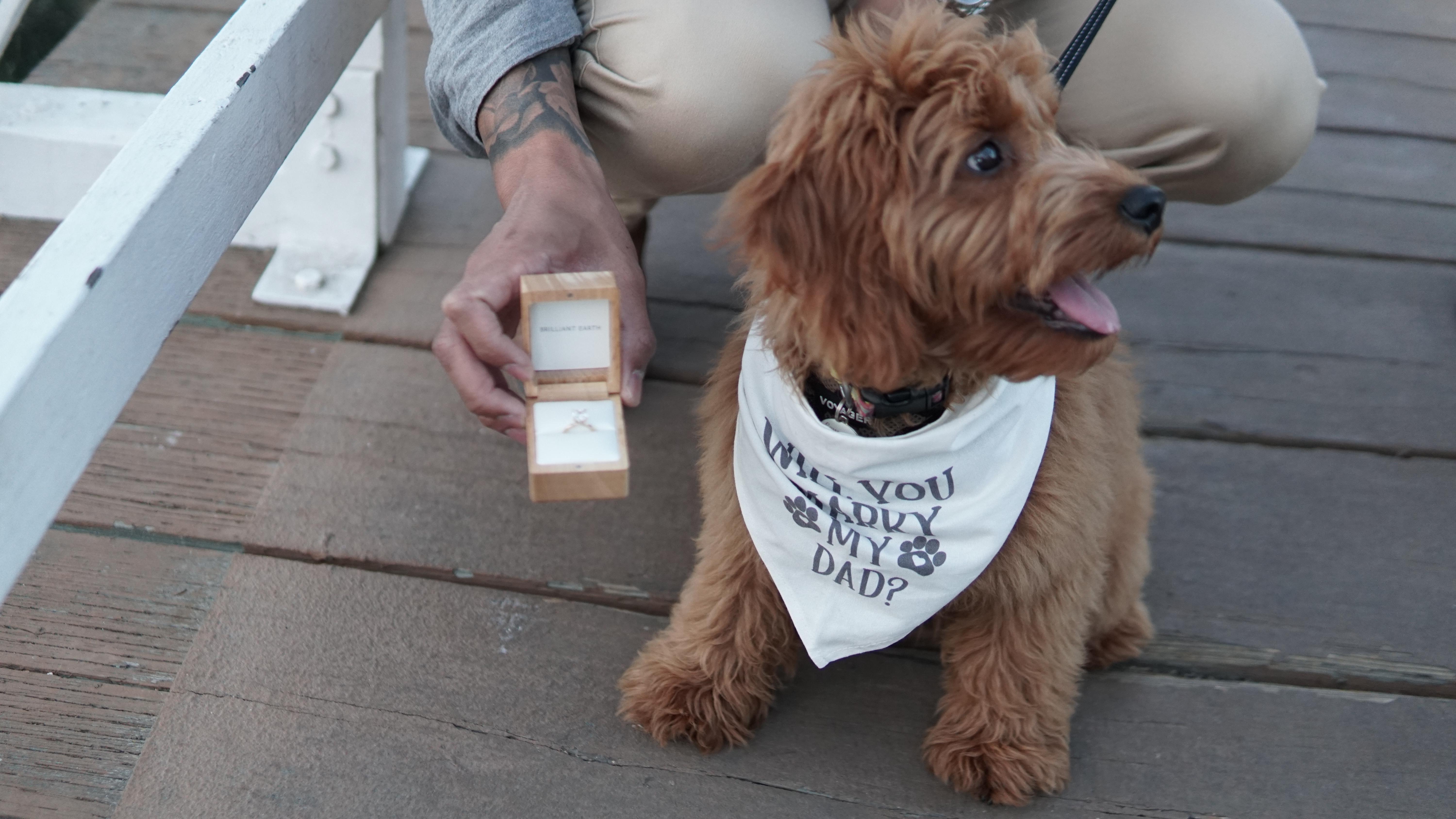 732ab87b-5cf9-4e70-8103-77fa0cd4481e