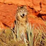 Arizona-Sonora Desert Museum