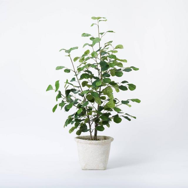 Small Triangle Ficus Tree - Threshold™ designed with Studio McGee