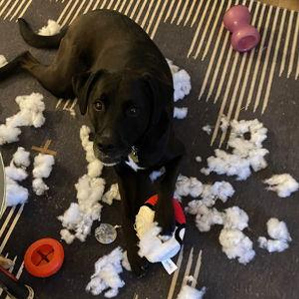 Ollie Toy Fund