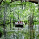 Ultimate Swamp Tour