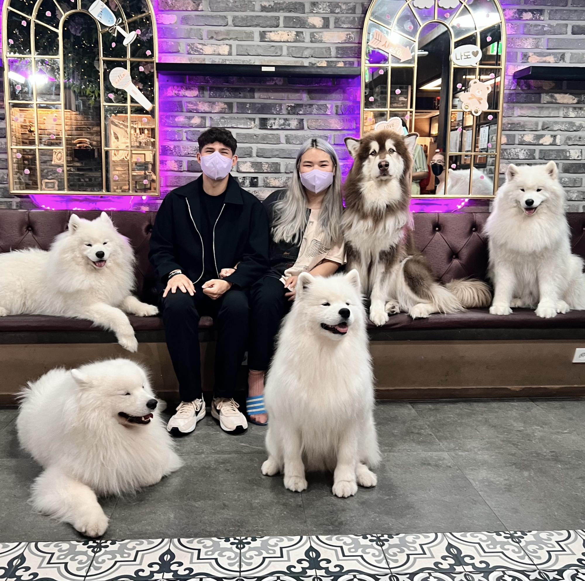 📍Mapo, South Korea. One of our favorite activities in South Korea was to visit dog cafes (something that America should have more of). This one was specifically a Samoyed cafe, 10/10! (Sept 2022)