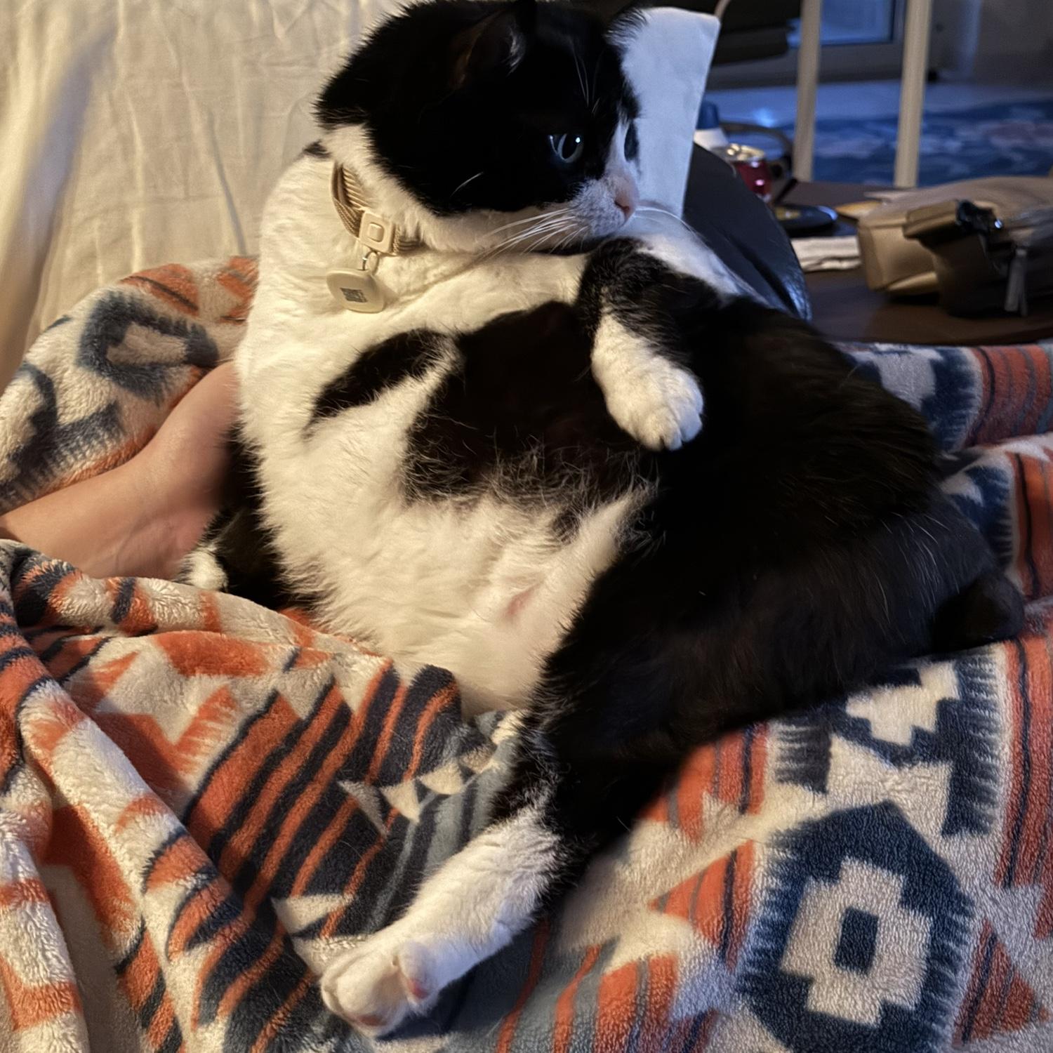 Nubby has a habit of interrupting wedding planning nights.