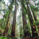 Muir Woods***