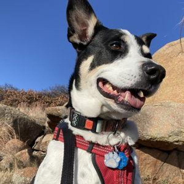 Dog Treats (Year Supply)