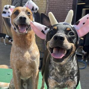 Hawk & Chick's Daycare Fund