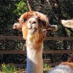 The Shady Llama