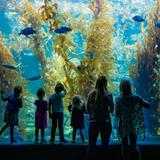 Birch Aquarium at Scripps