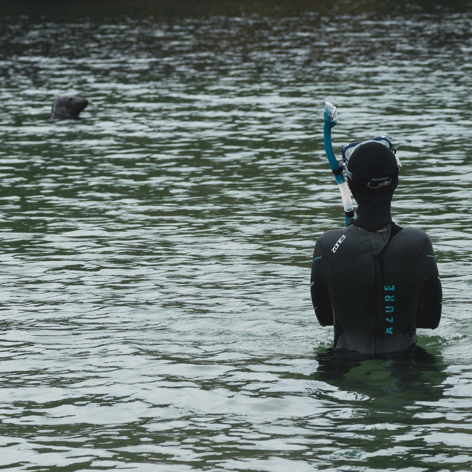 Take a swim in the North Haven, watch out for curious selkies (seals).