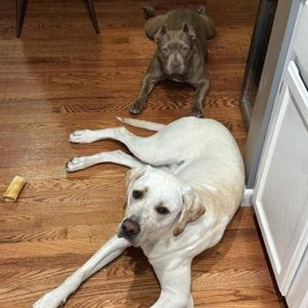 Pet Boarding For Our Honeymoon