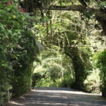 Fern Gully