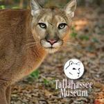 Tallahassee Museum