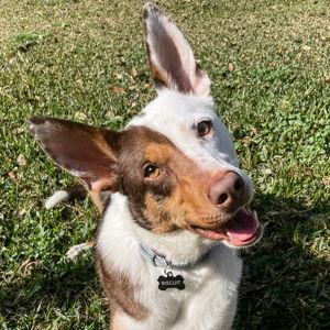 Pet Sitting for Bisky!