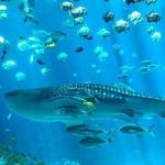 Georgia Aquarium