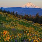 Tom McCall Nature Preserve