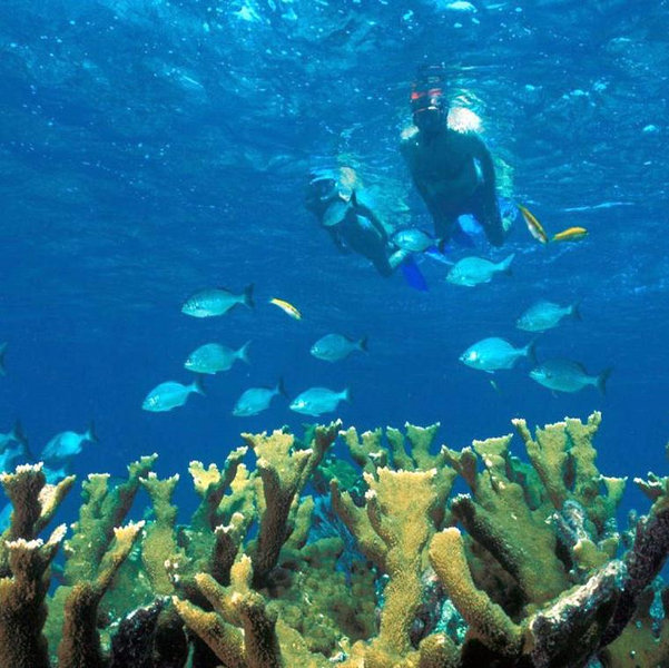 Snorkeling Trip at Biscayne National Park