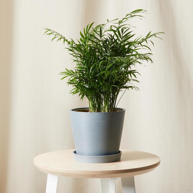 Parlor Palm