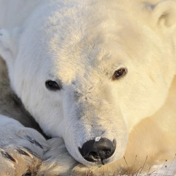 Donate to the Environmental Defense Fund