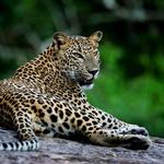 Yala National Park Sri Lanka