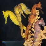 Ocean Rider Inc