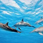 2 Hour Swim with Dolphins