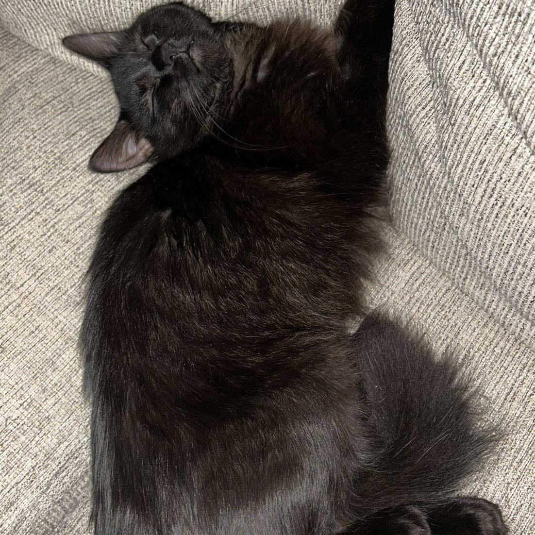 Eevee - the kitty we did not know we needed.