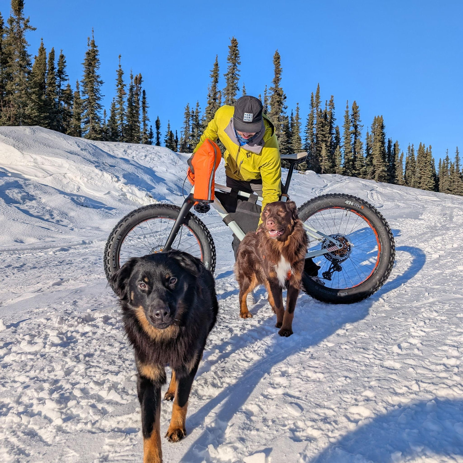Fat biking with our sweet pups in the hills north of Fairbanks