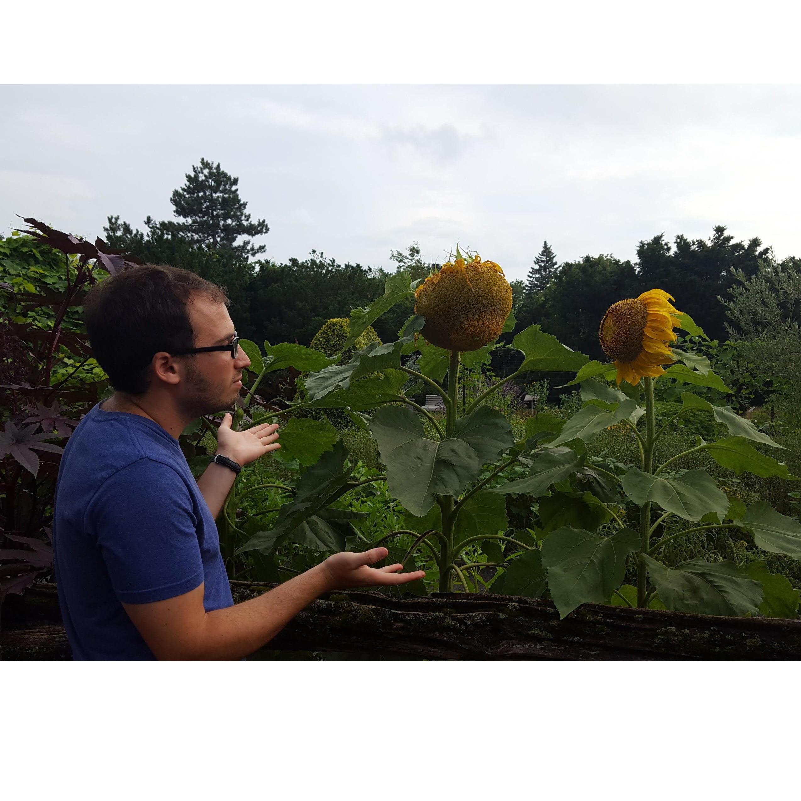 Gabe is nonplussed by sunflowers.
-Montreal, ~2012