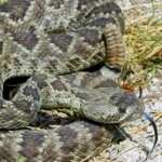 Kentucky Reptile Zoo