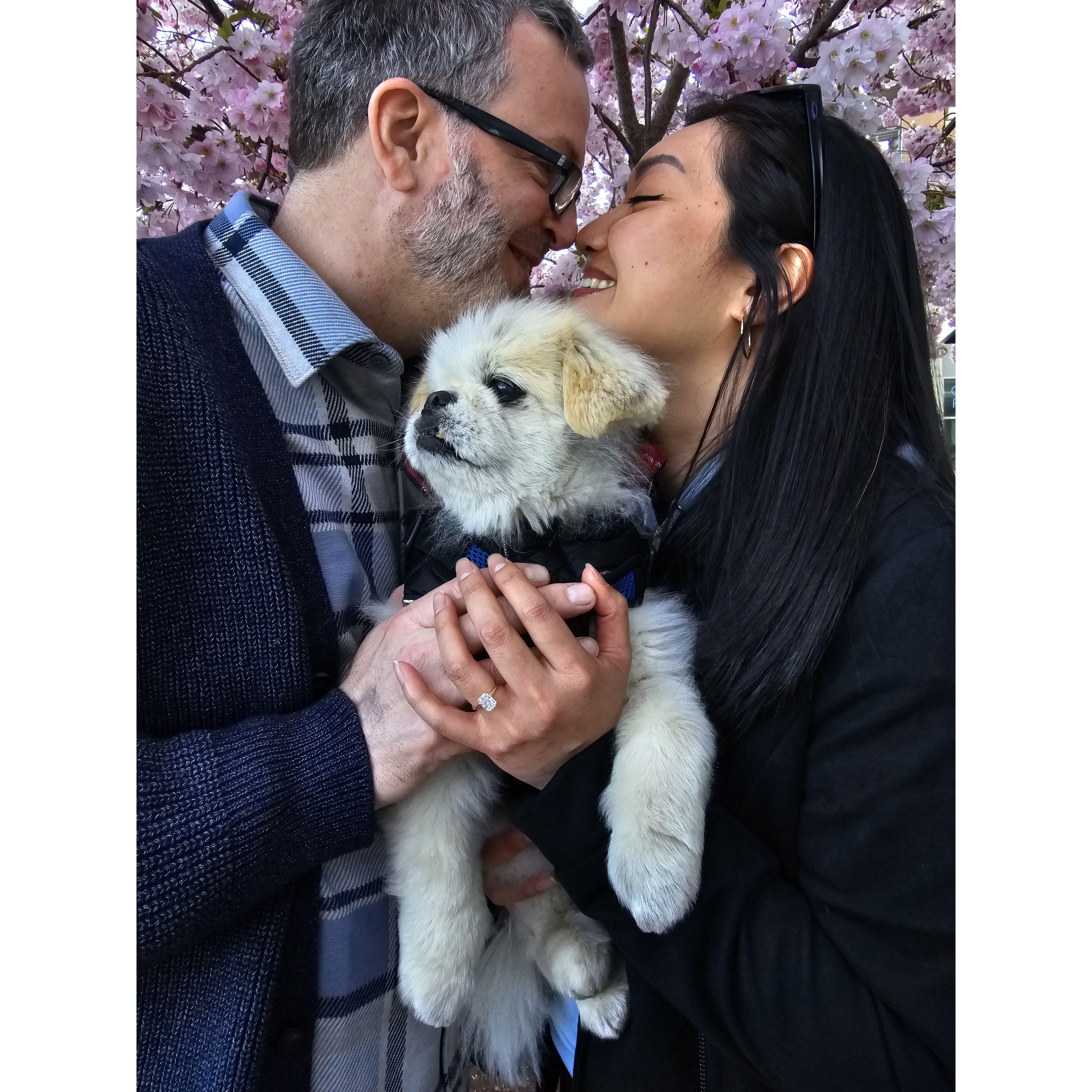 Day of engagement photos with Kuma. Downtown Portland, ME 2024