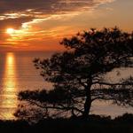 Torrey Pines State Reserve