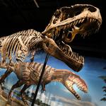 Denver Museum of Nature & Science