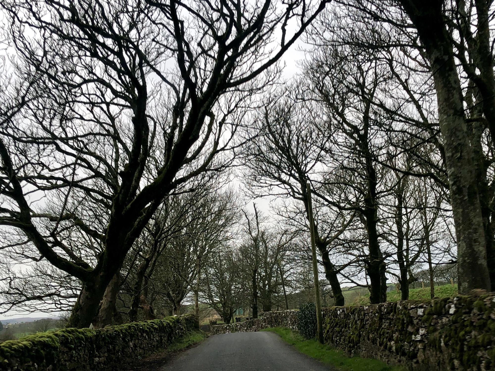 Narrow road